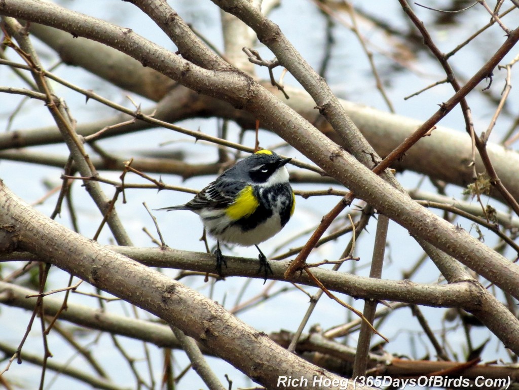 114-Birds-365-Luce-Line-Yellow-Rumped-Warbler