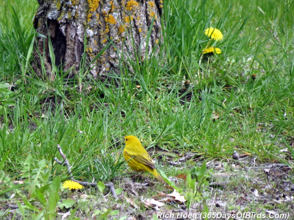 114-Birds-365-Luce-Line-Yellow-Warbler