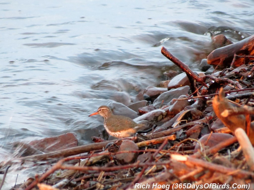 114-Birds-365-Spotted-Sandpiper