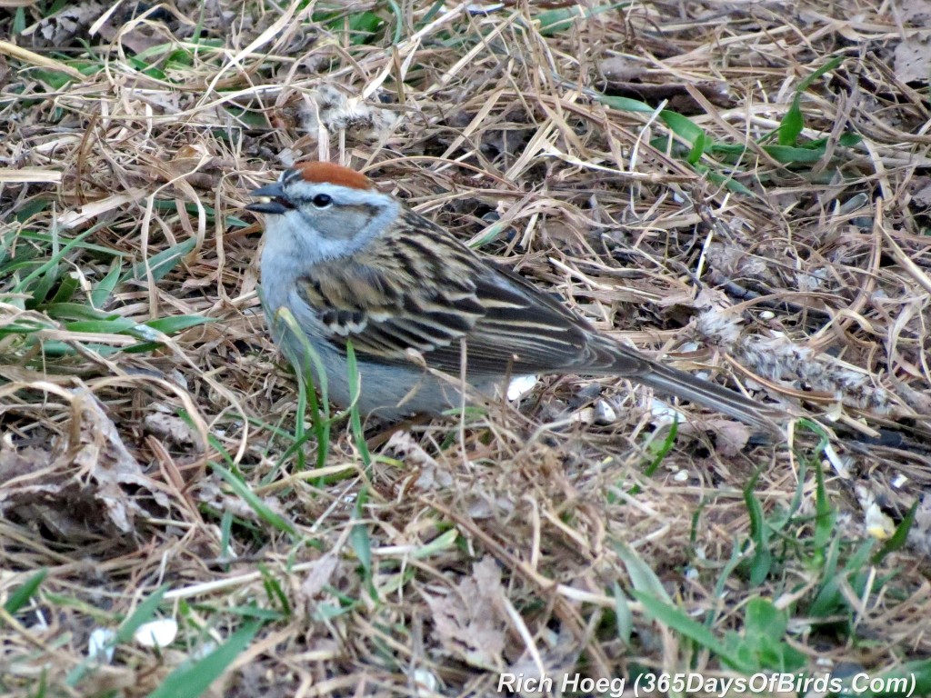 115-Birds-365-Chipping-Sparrow
