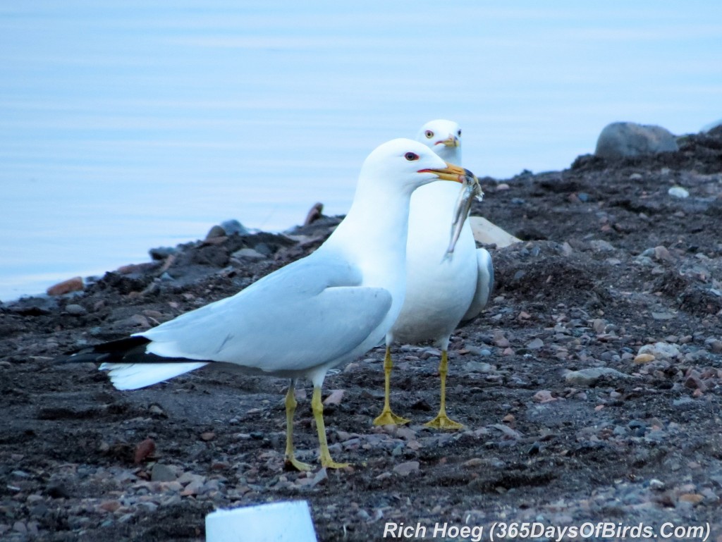 116-Birds-365-Smelt-Breakfast