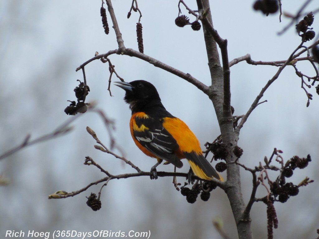 116pm-Birds-365-Baltimore-Oriole-Calling