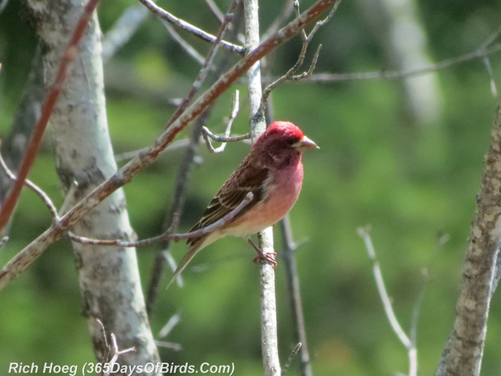 116pm-Birds-365-Purple-Finch-On-Fire