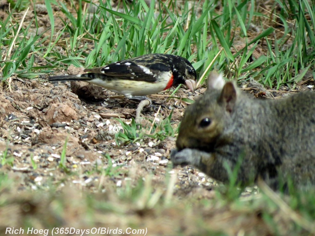 116pm-Birds-365-Rose-Breasted-Grosbeak-and-Squirrel-2