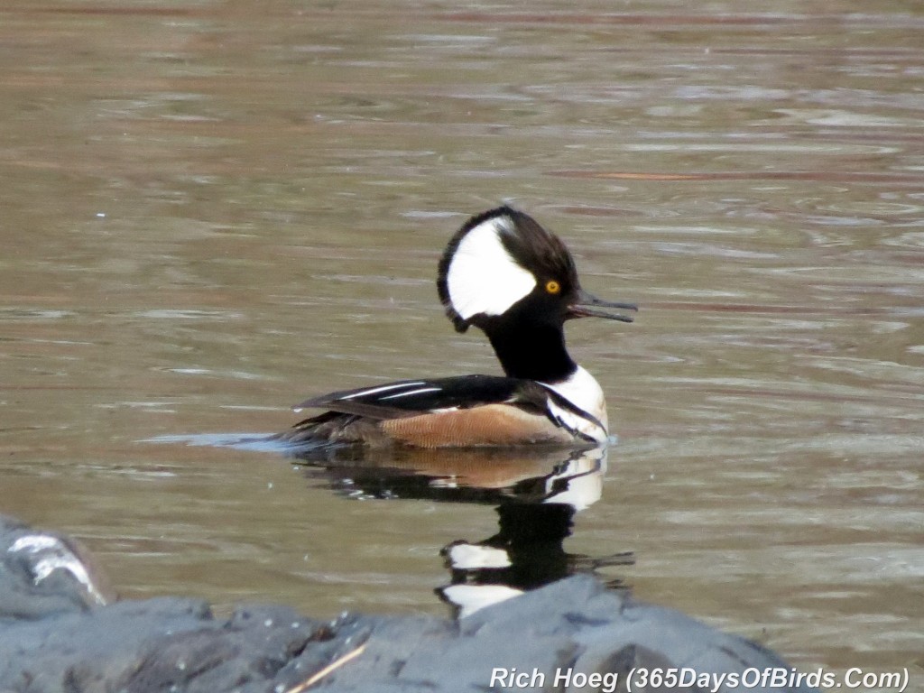 117-Birds-365-Hooded-Merganser-1