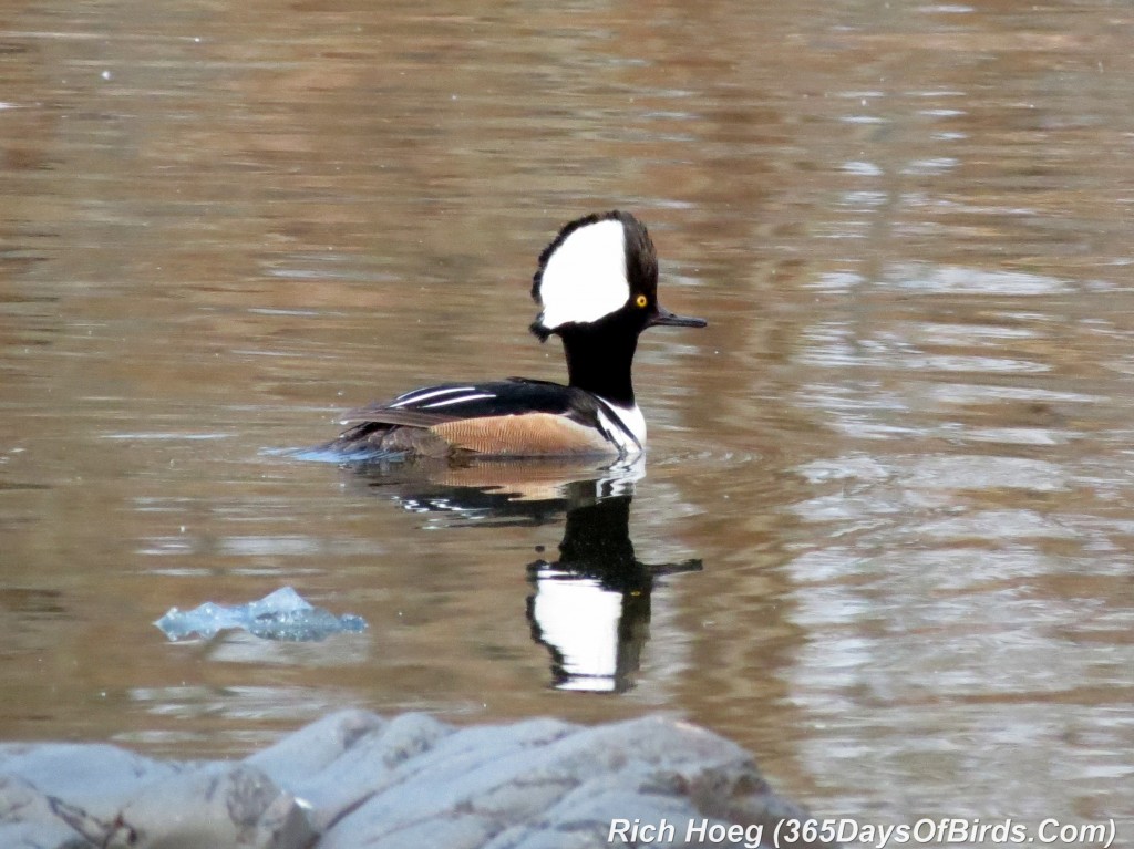 117-Birds-365-Hooded-Merganser-2