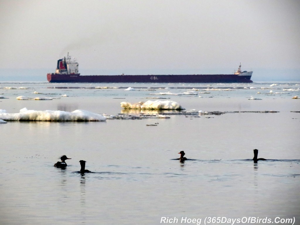 117-Birds-365-Laker-and-Mergansers