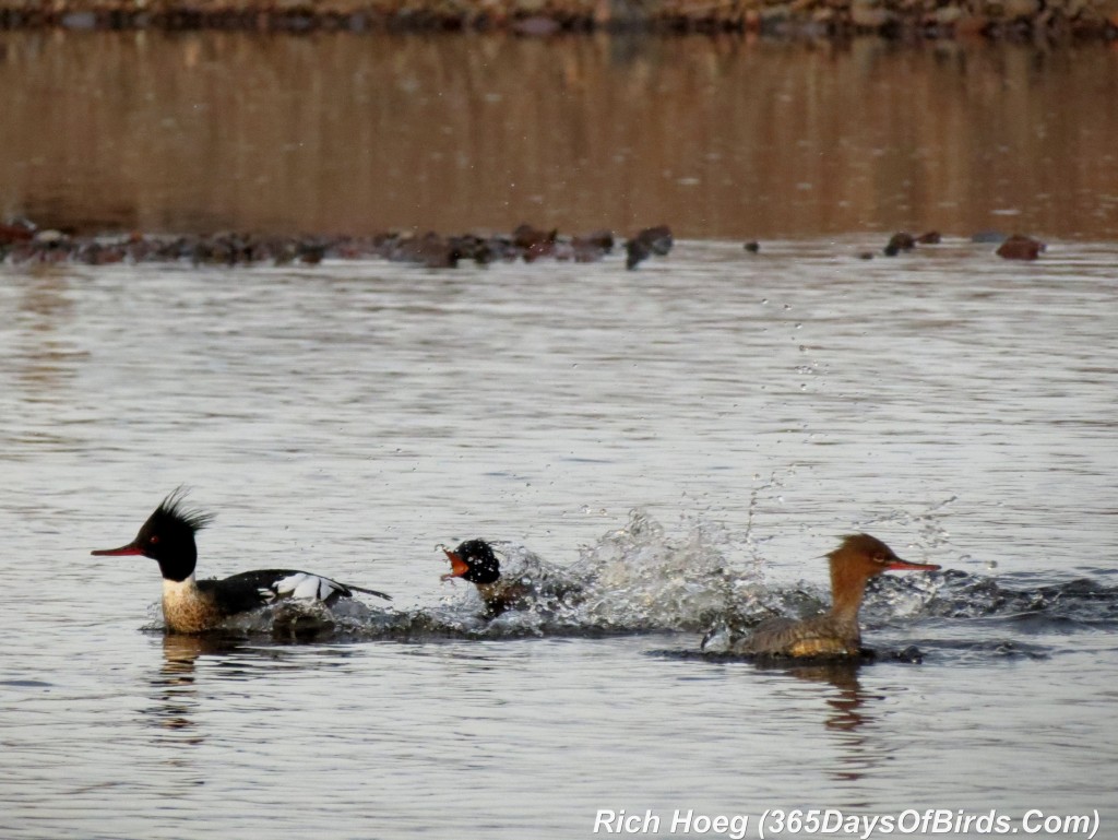 117-Birds-365-Love-Fight-Mergansers