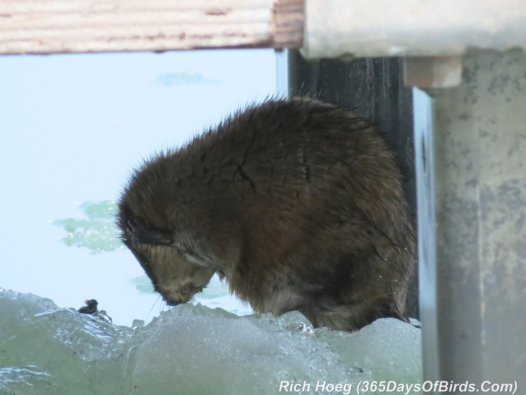 118-Birds-365-Muskrat-McQuade