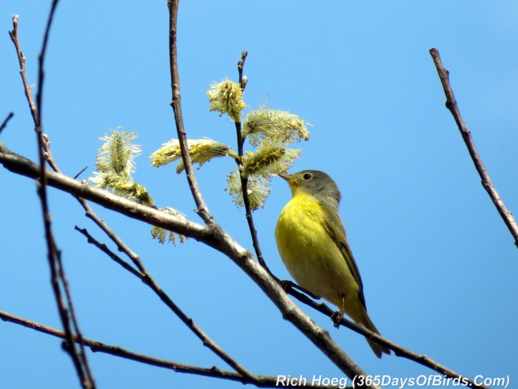 118-Birds-365-Nashville-Warbler