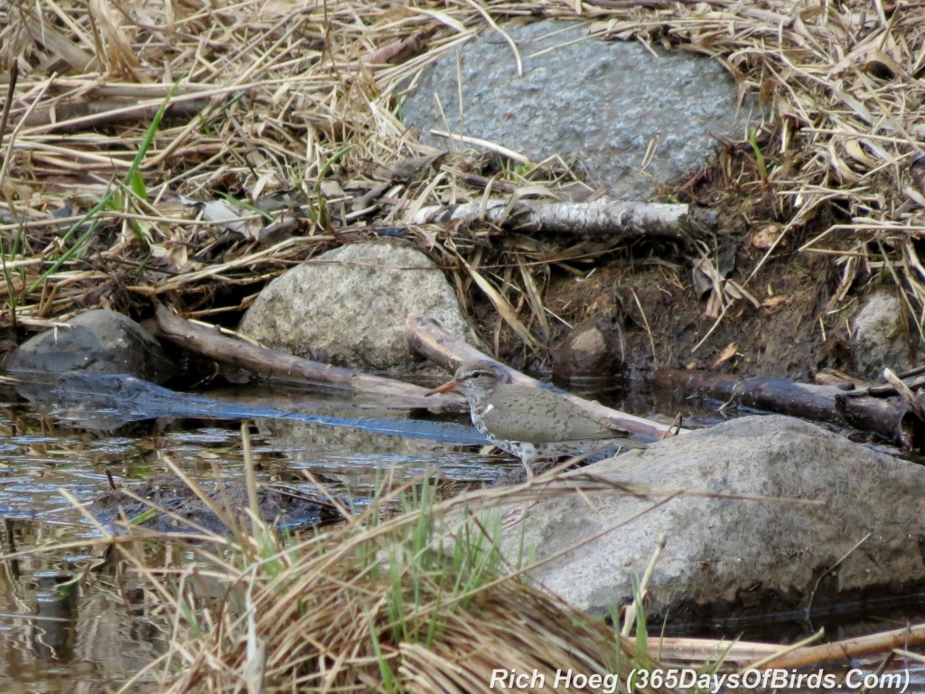 118-Birds-365-Spotted-Sandpiper