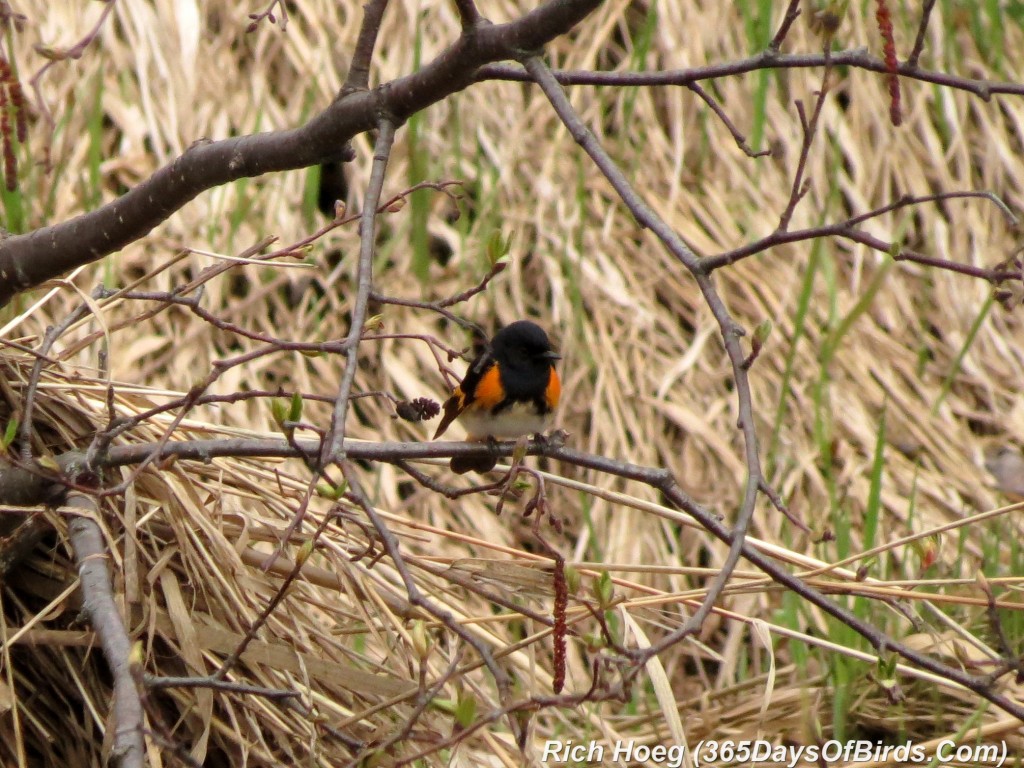 119-Birds-365-American-Redstart-2