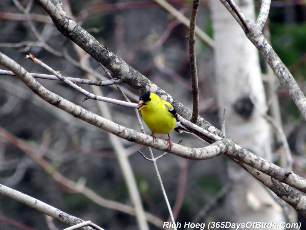 119-Birds-365-Goldfinch