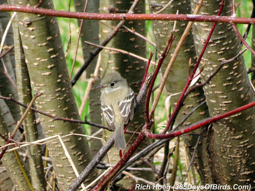 119-Birds-365-Least-Flycatcher