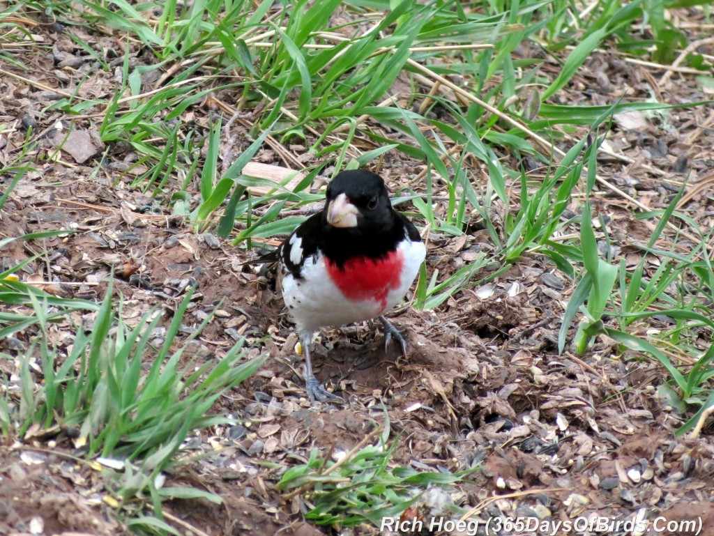 119-Birds-365-Rose-Breasted-Grosbeak