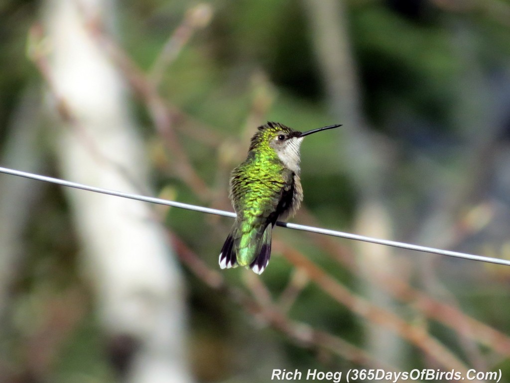 119-Birds-365-Ruby-Throated-Hummingbird