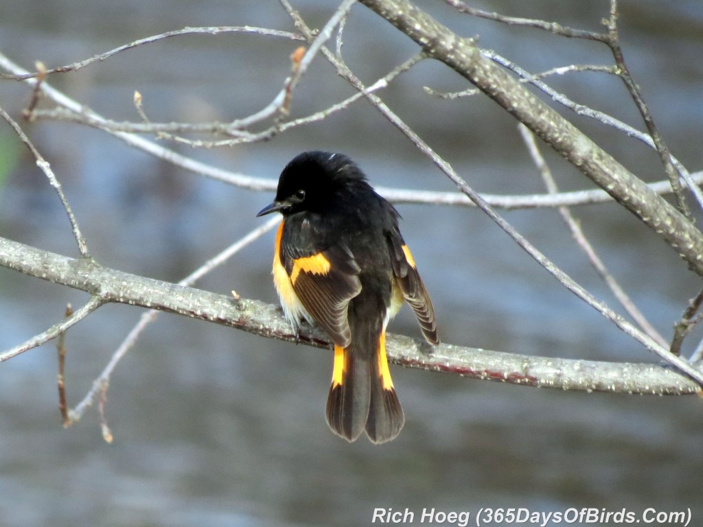 120-Birds-365-American-Redstart-2