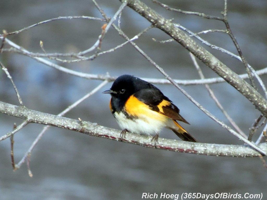 120-Birds-365-American-Redstart-4