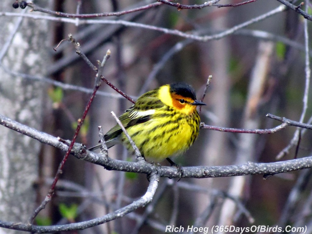 120-Birds-365-Cape-May-1