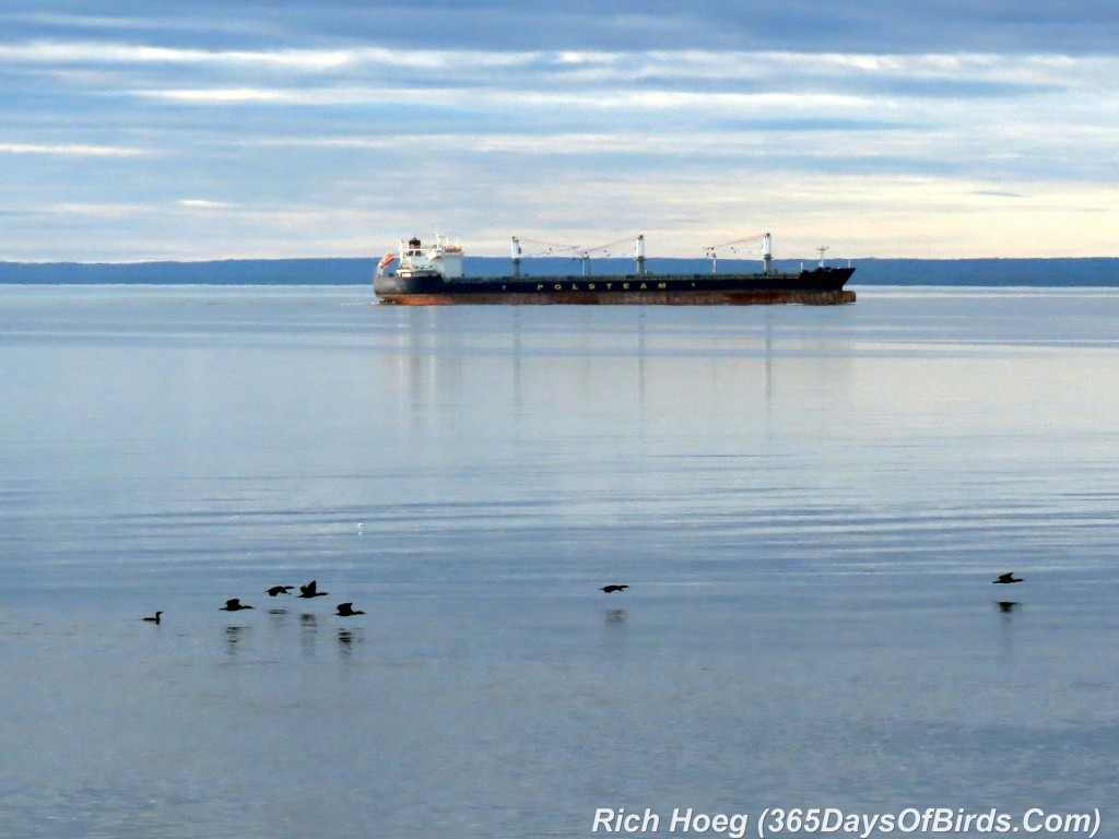 120-Birds-365-Cormorants-Ship