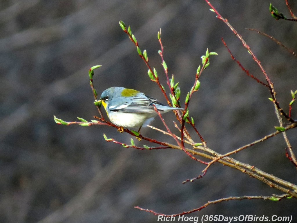 120-Birds-365-Northern-Parula-Warbler-1C