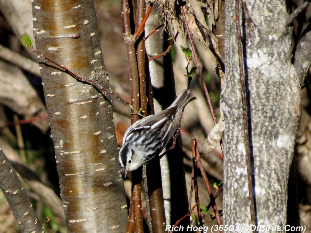 121-Birds-365-Black-And-White-Warbler