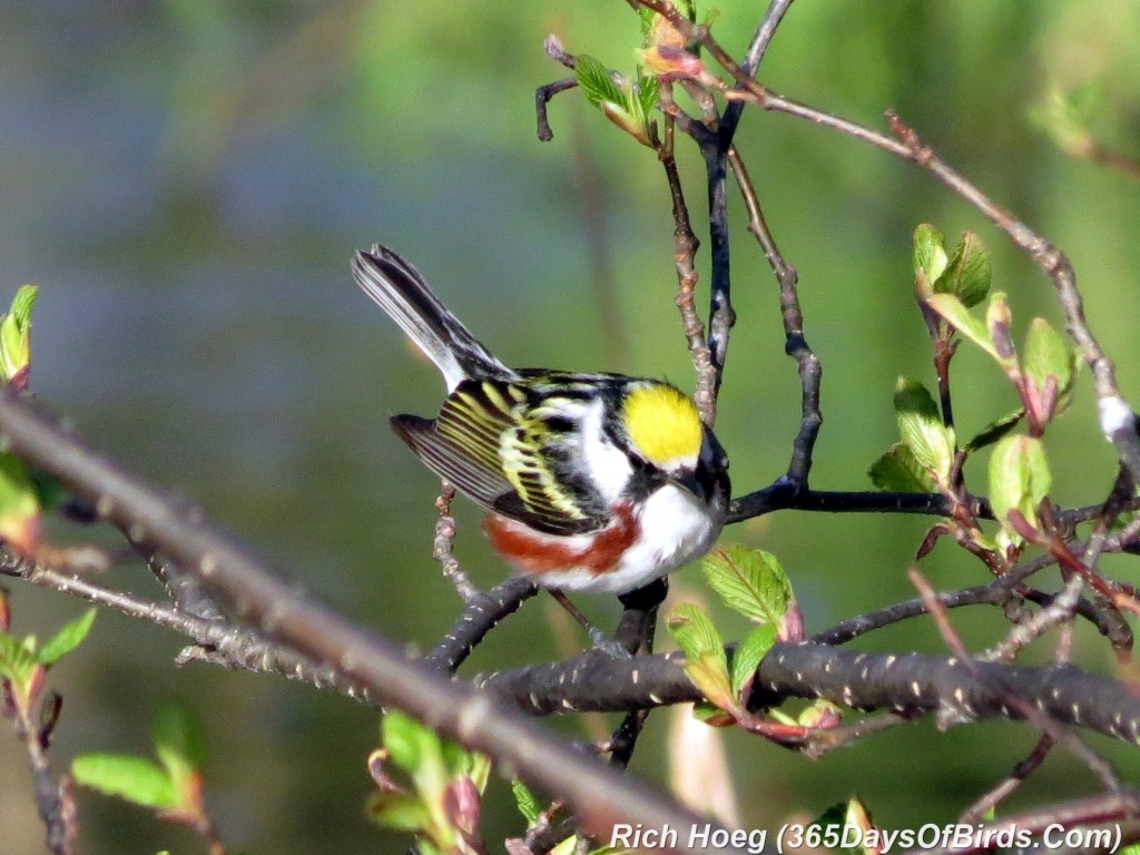 122-Birds-365-Chestnut-Sided-Warbler