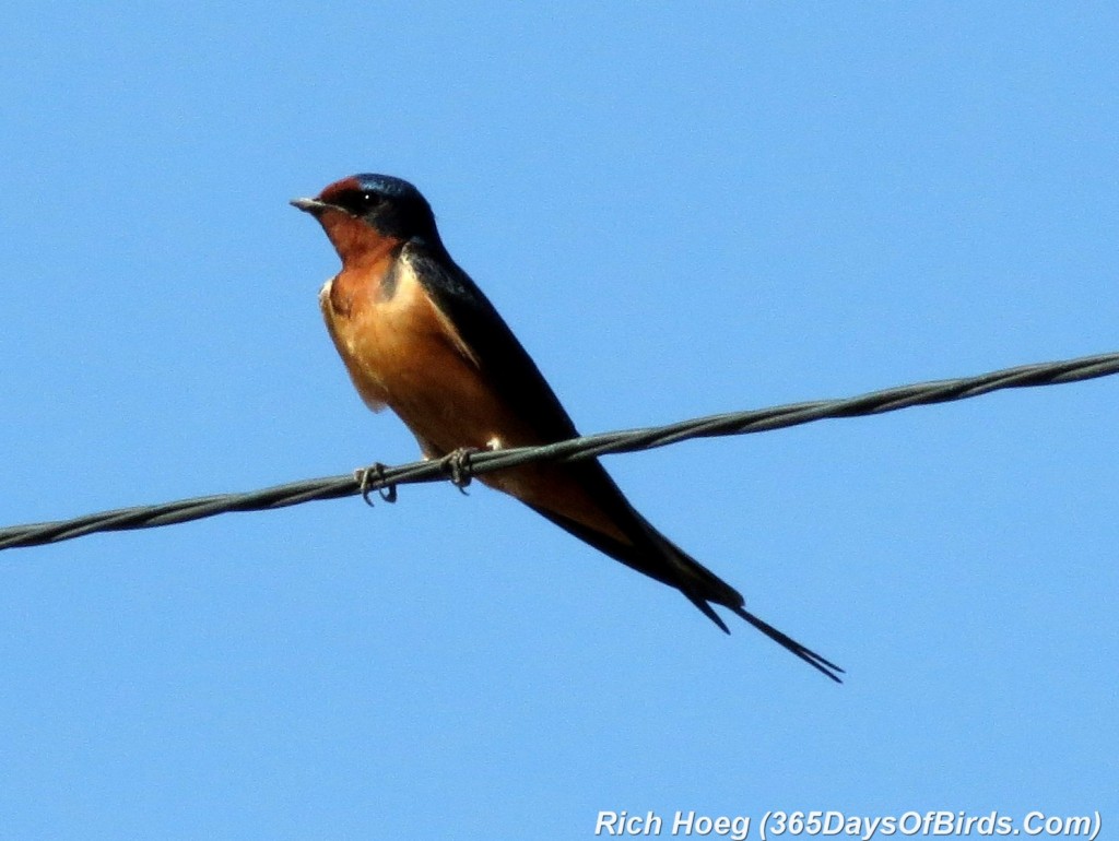 123-Birds-365-Barn-Swallow