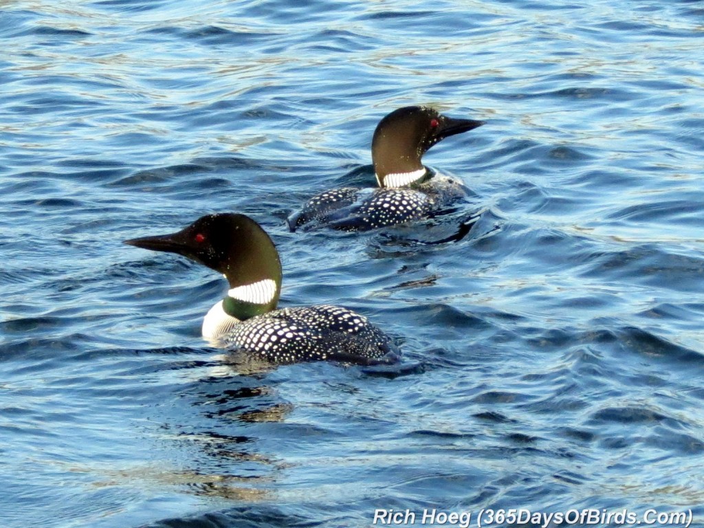 123-Birds-365-Loon-Pair