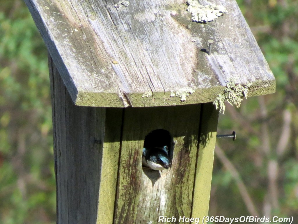 123-Birds-365-Tree-Swallow-1