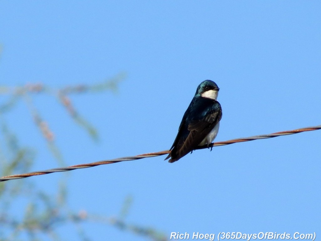 123-Birds-365-Tree-Swallow-2