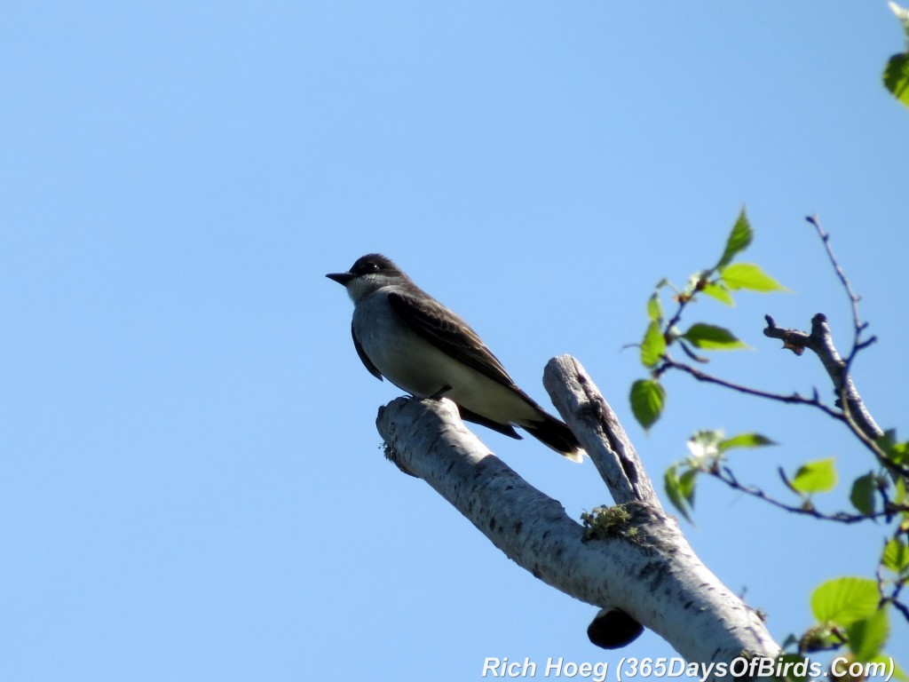 124-Birds-365-Eastern-Kingbird