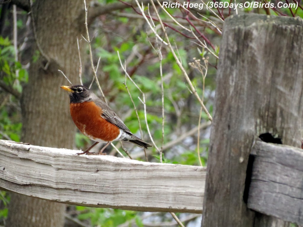 125-Birds-365-Kissin-Cousins-Robin