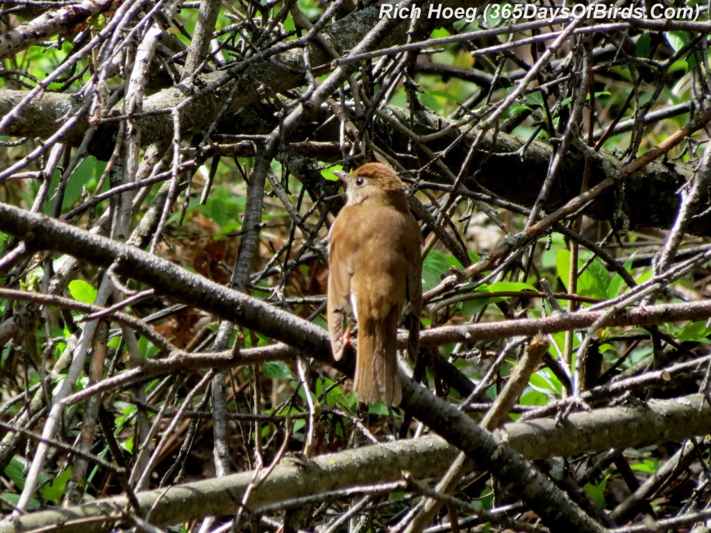 125-Birds-365-Kissin-Cousins-Woodthrush