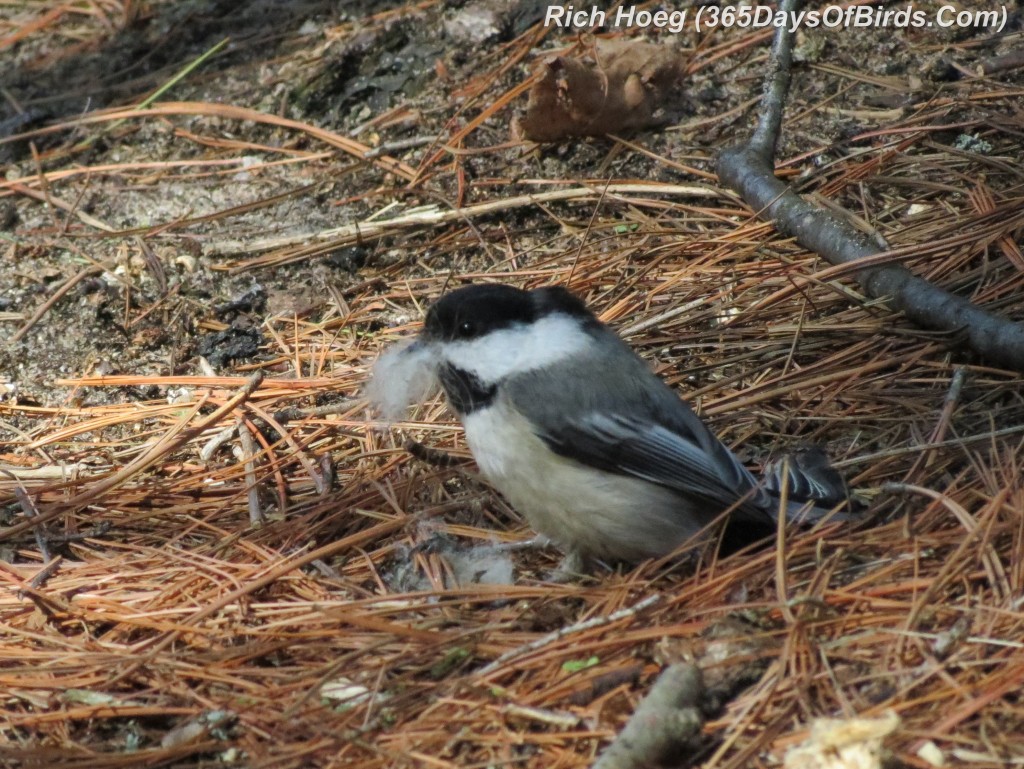 126-Birds-365-Cotton-Mouth-Chickadee