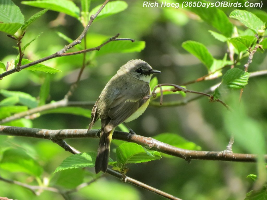 127-Birds-365-Least-Flycatcher