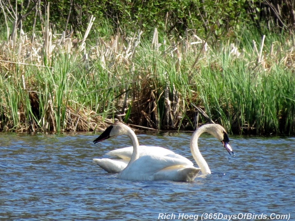 128-Birds-365-Trumpeter-Swans-1b