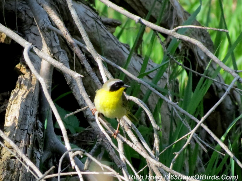 128-Birds-365-Yellow-Throated-Warbler-1