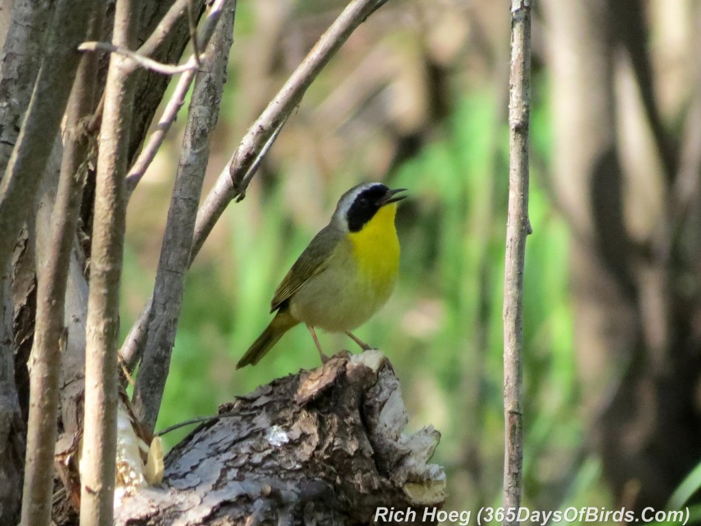 128-Birds-365-Yellow-Throated-Warbler-2