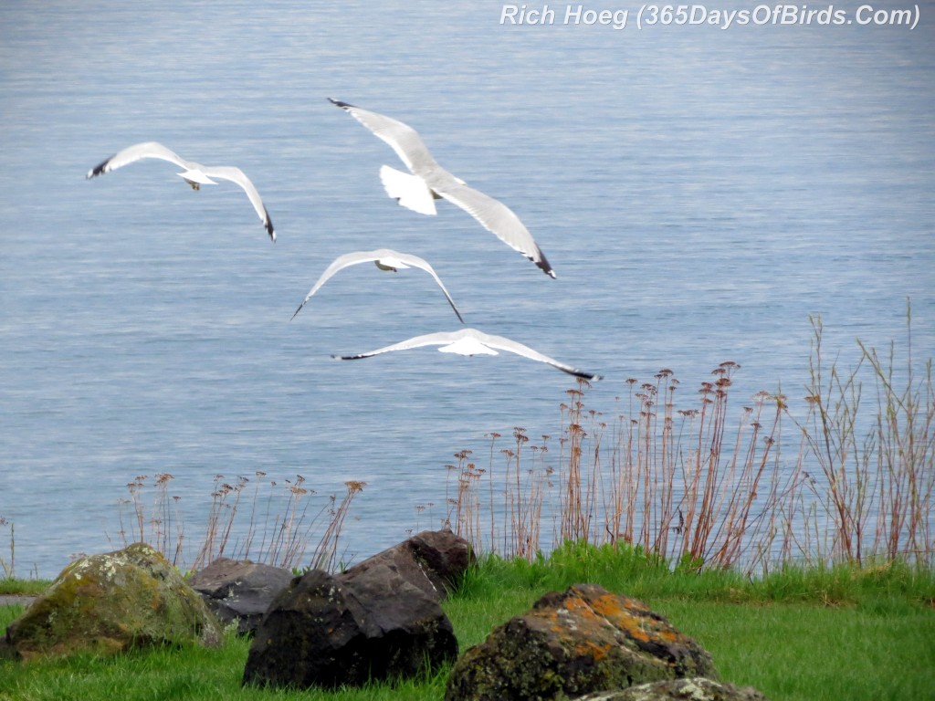 129-Birds-365-Morning-Patrol