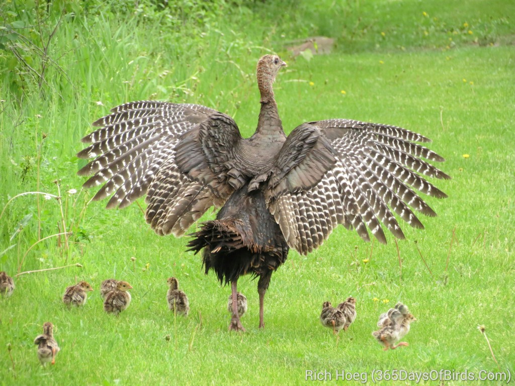 130-Birds-365-Wild-Turkey-and-Chicks_wm