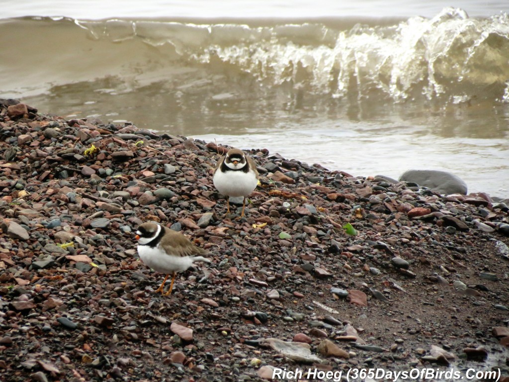 131-Birds-365-Semipalmated-Plover-1