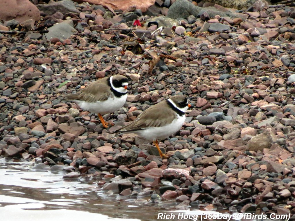 131-Birds-365-Semipalmated-Plover-2
