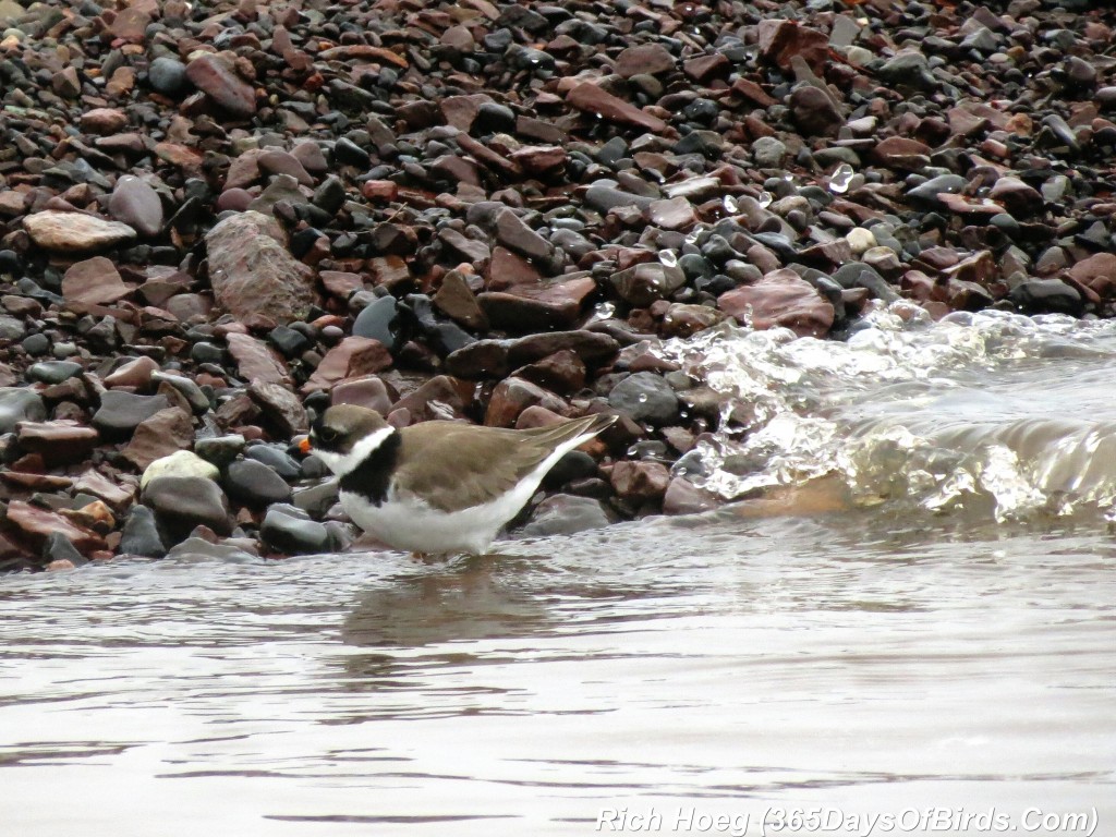 131-Birds-365-Semipalmated-Plover-3