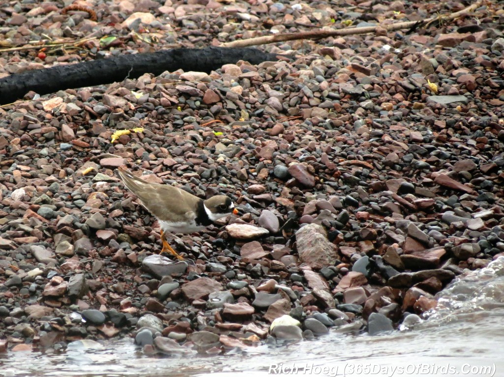 131-Birds-365-Semipalmated-Plover-4