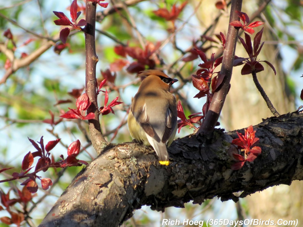 132-Birds-365-Park-Point-Cedar-Waxwings-1