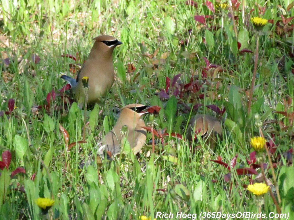 132-Birds-365-Park-Point-Cedar-Waxwings-2