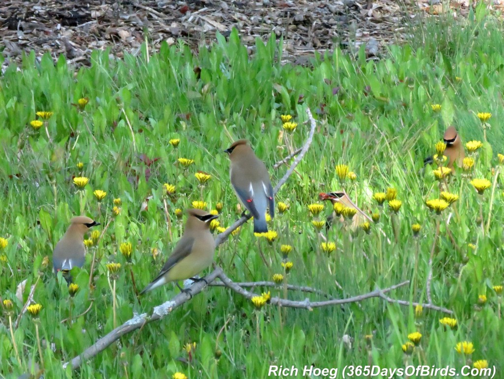 132-Birds-365-Park-Point-Cedar-Waxwings-3