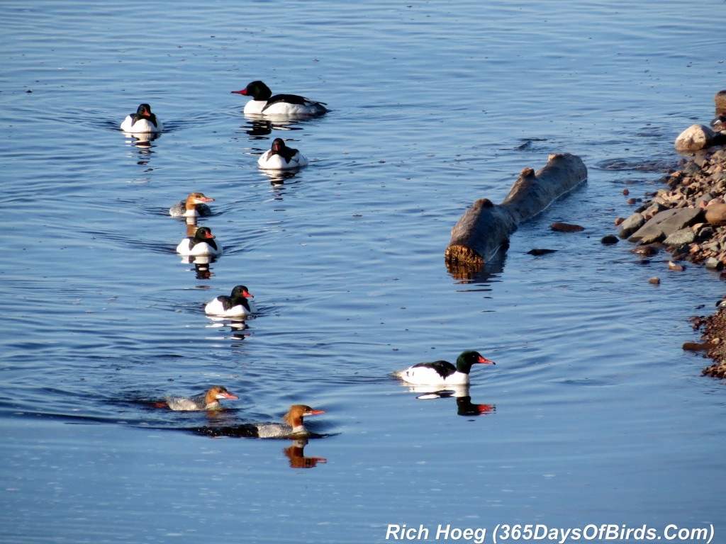 133-Birds-365-Merganser-Morning-01-Parade