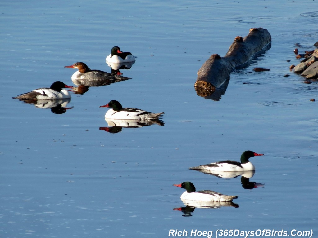 133-Birds-365-Merganser-Morning-02-Reflections_1